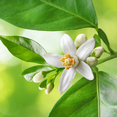 Neroli
