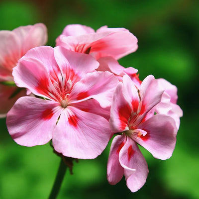 Rose Geranium