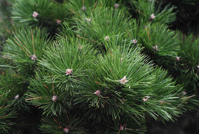 Pine Scotch